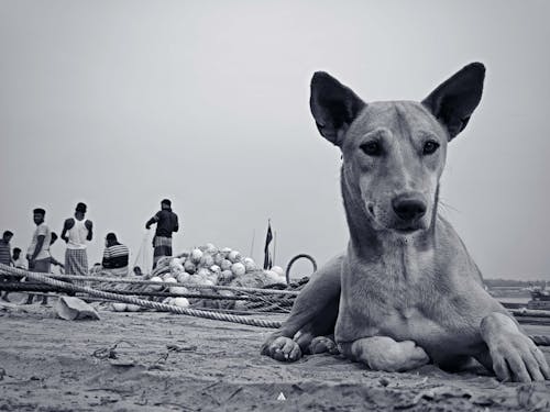 hayvan, köpek, köpek oturuşu içeren Ücretsiz stok fotoğraf