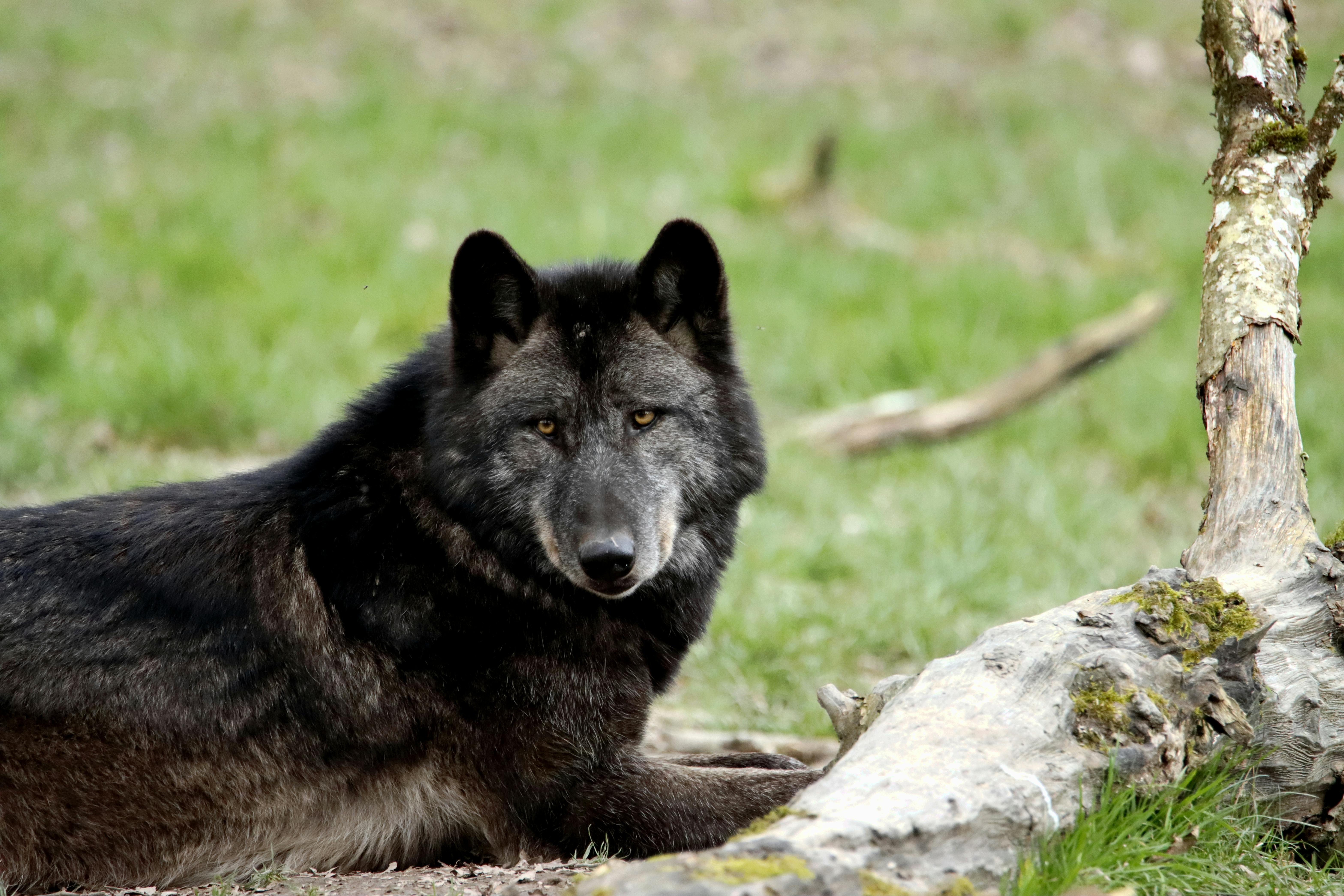 Close-up of a black wolf resting outdoors, showcasing its striking fur and piercing gaze.