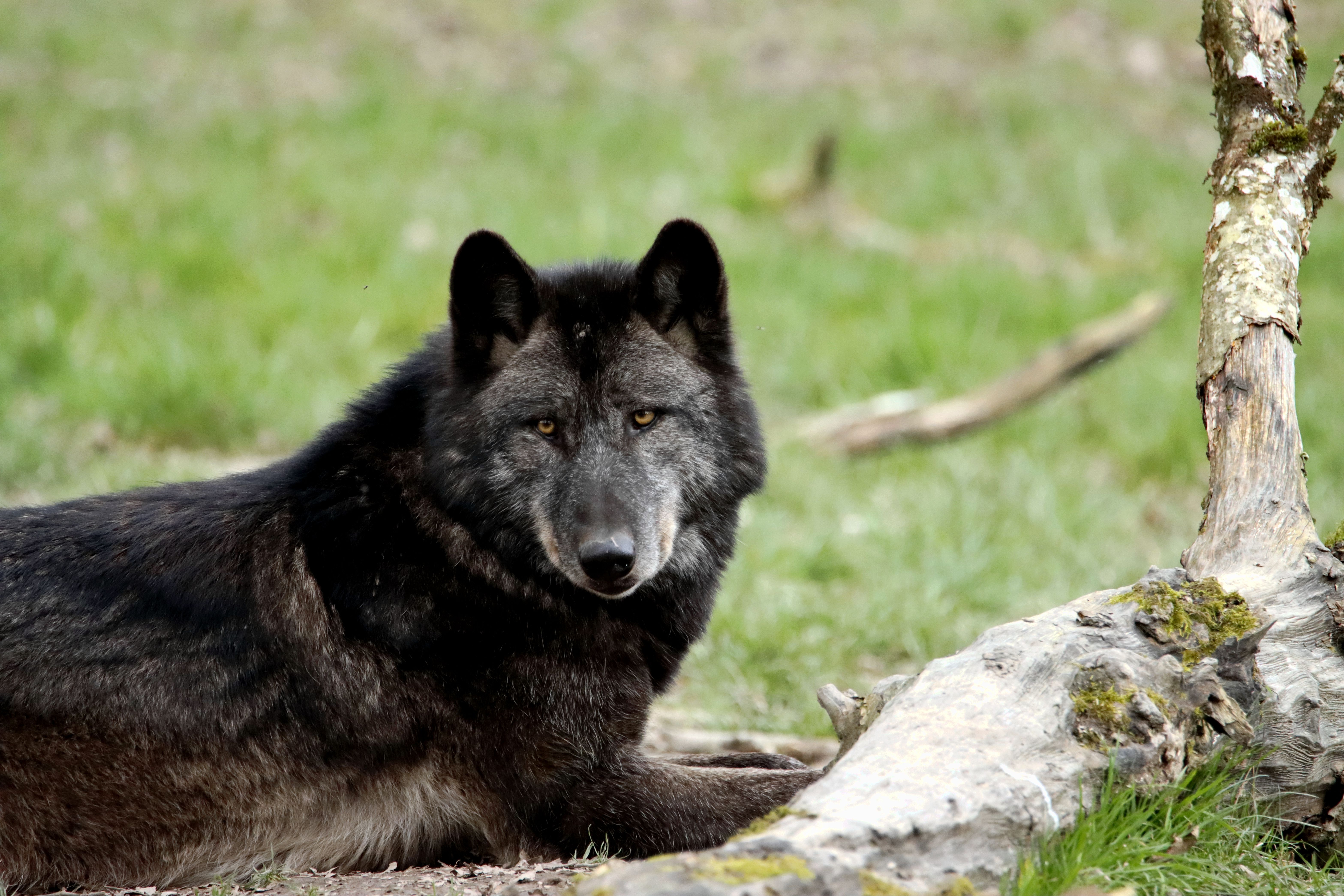 Close-up of a Black Wolf Lying on Grass · Free Stock Photo