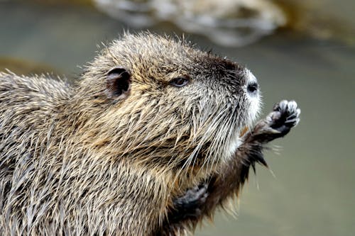 Foto profissional grátis de água, animais selvagens, animal