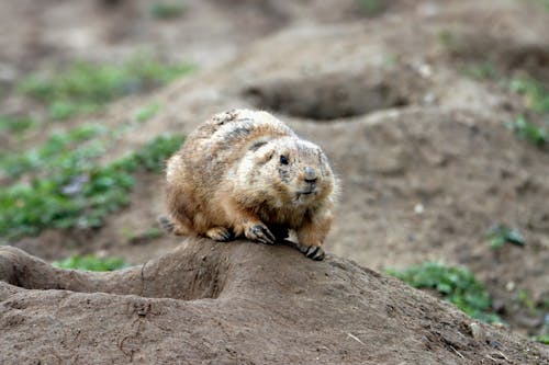 A small groundhog is standing on a rock