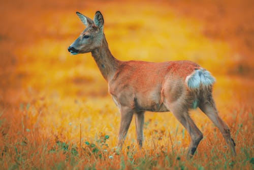 A deer is standing in a field with yellow grass