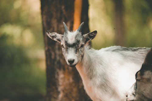 Close-up of a Goat Standing near a Tree