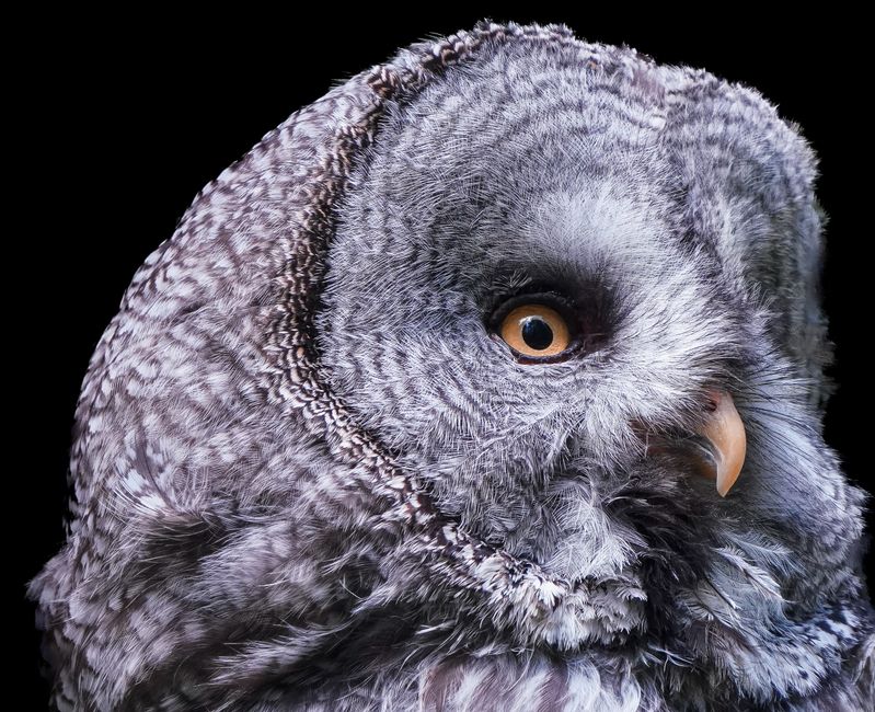 Fotomural Acercamiento detallado de un Búho Grande Gris que muestra sus impresionantes plumas y mirada intensa.
