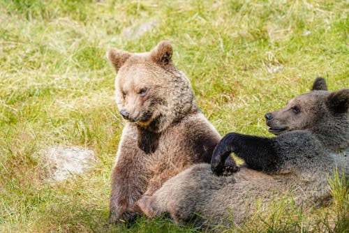 Two brown bears sitting in the grass