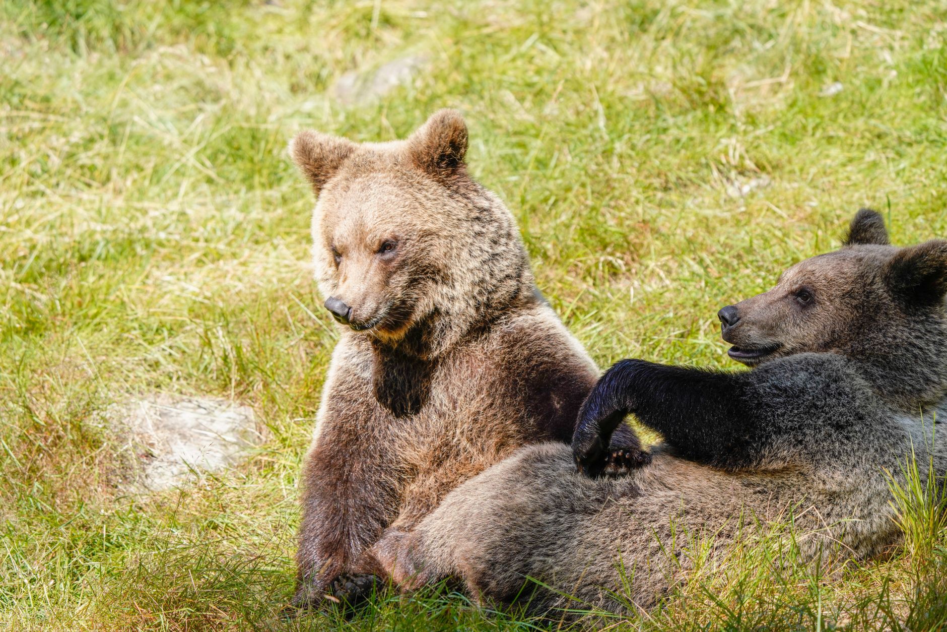 Adorable grizzly bear cubs sitting in a sunny meadow, enjoying the bright day.