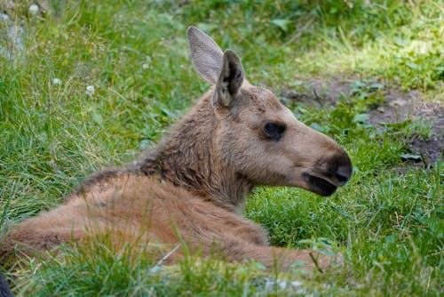 Close-up of a Moose Calf Lying on Grass