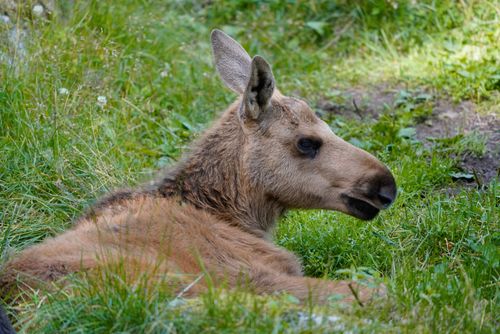 Free A cute moose calf lying in a grassy field, enjoying the serene outdoor scenery. Stock Photo