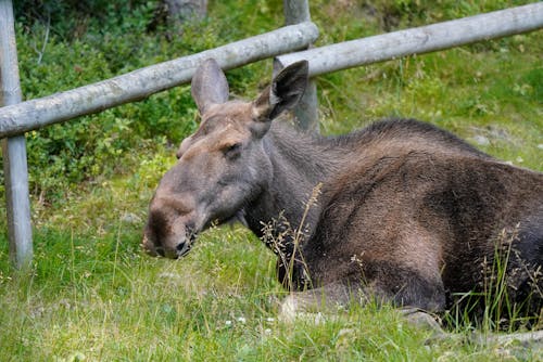A moose laying down in the grass next to a fence