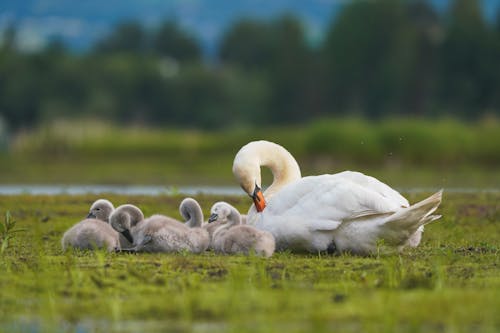 A mother swan with her babies in the water