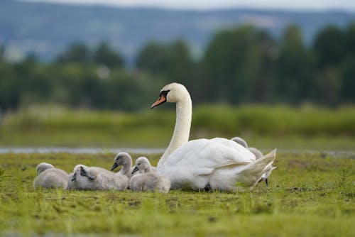 Kostenloses Stock Foto zu nahansicht, natur, schwäne