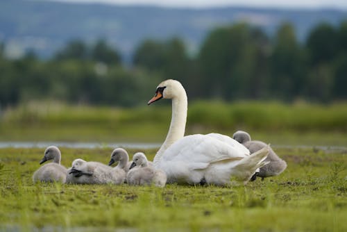 A mother swan with her babies in the grass