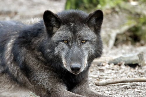 An Eastern Wolf Lying on the Ground