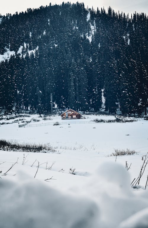 A cabin in the snow surrounded by trees