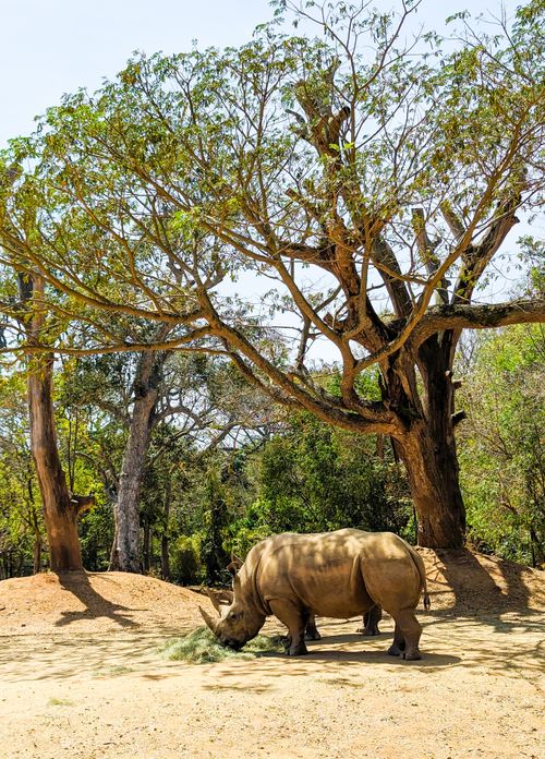 Free A rhinoceros feeding under large trees in a zoo setting on a sunny day. Stock Photo
