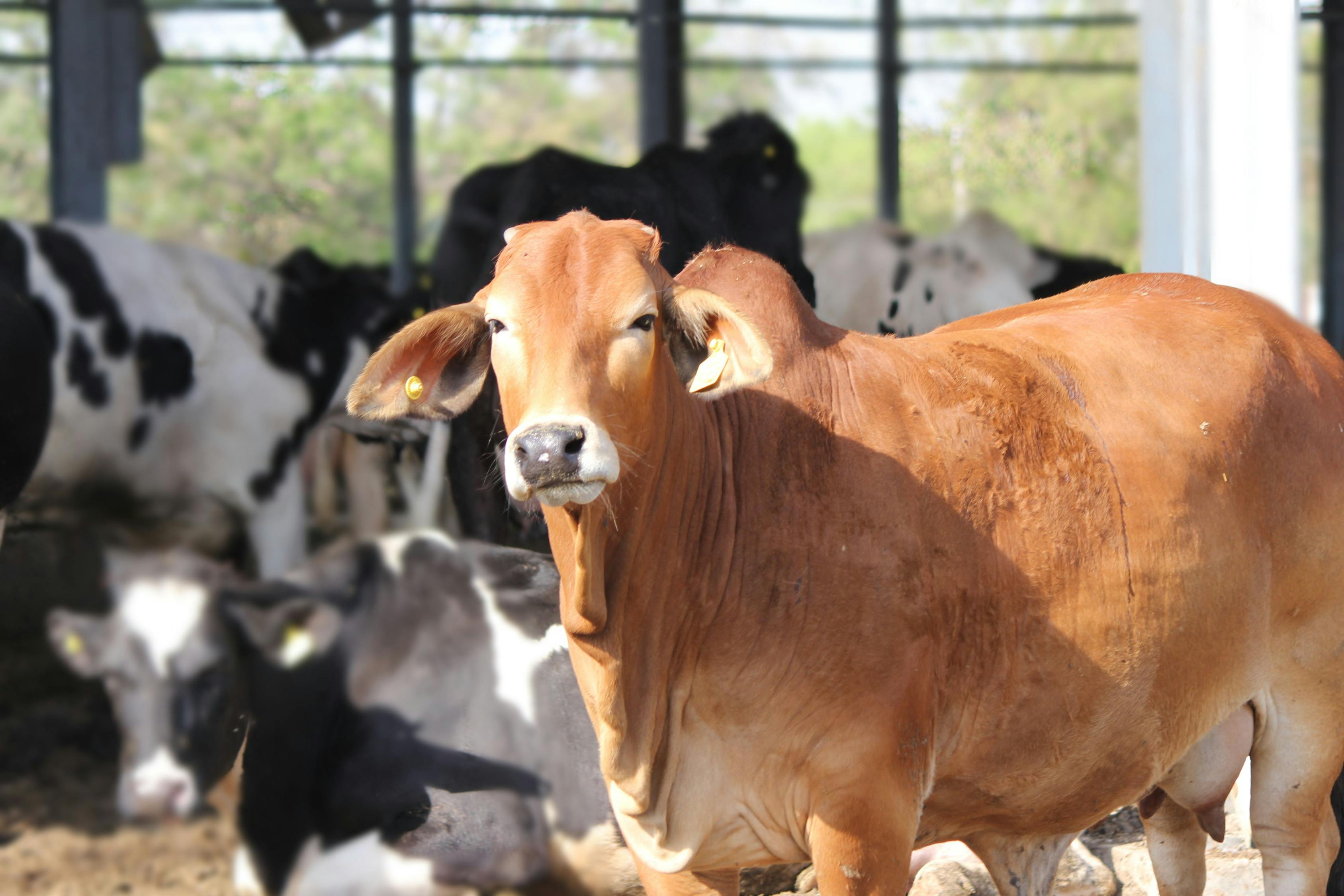 Foto Stok Gratis Tentang Sapi Sapi Coklat Sapi Gir