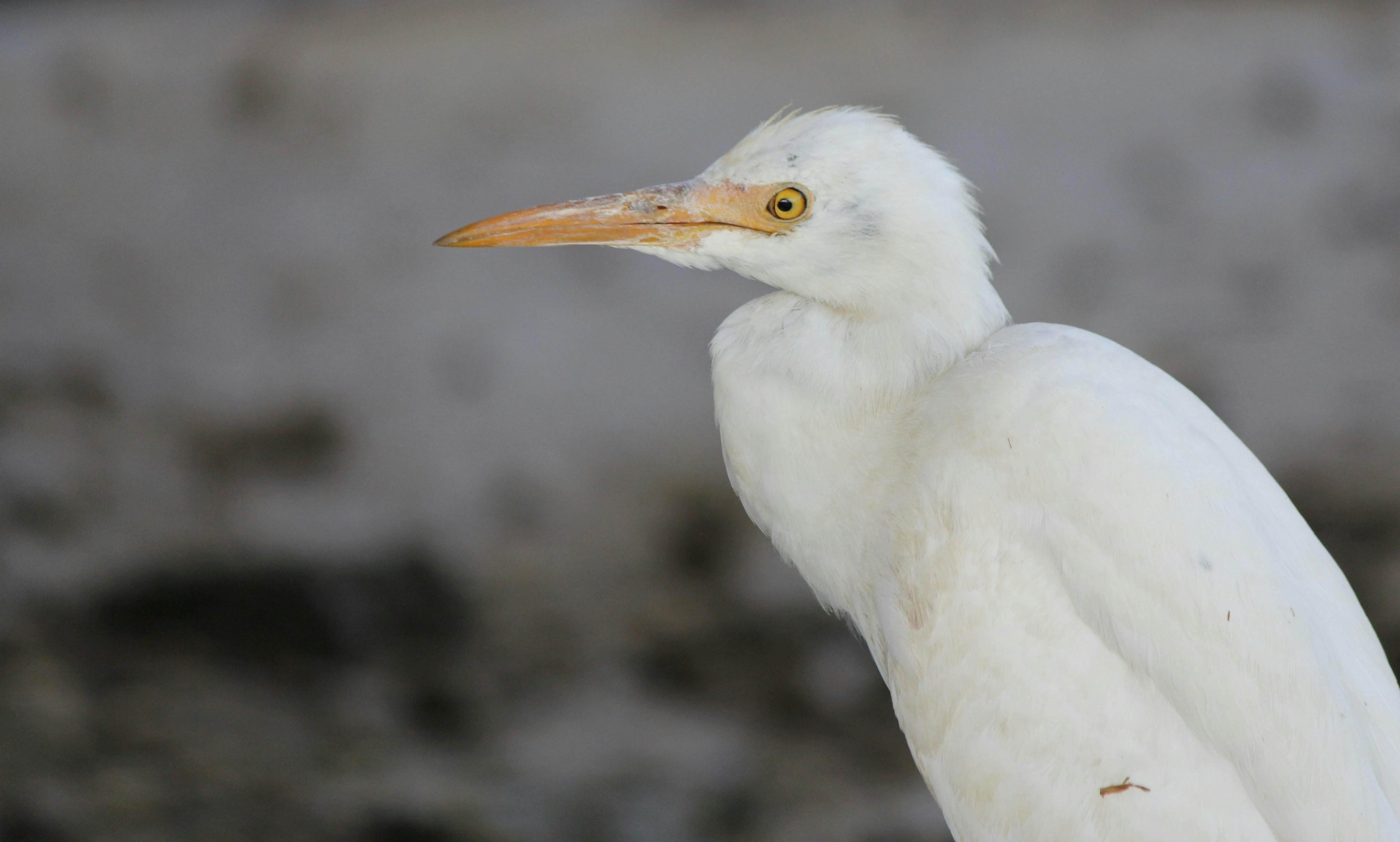 白い鳥 鶴の無料の写真素材