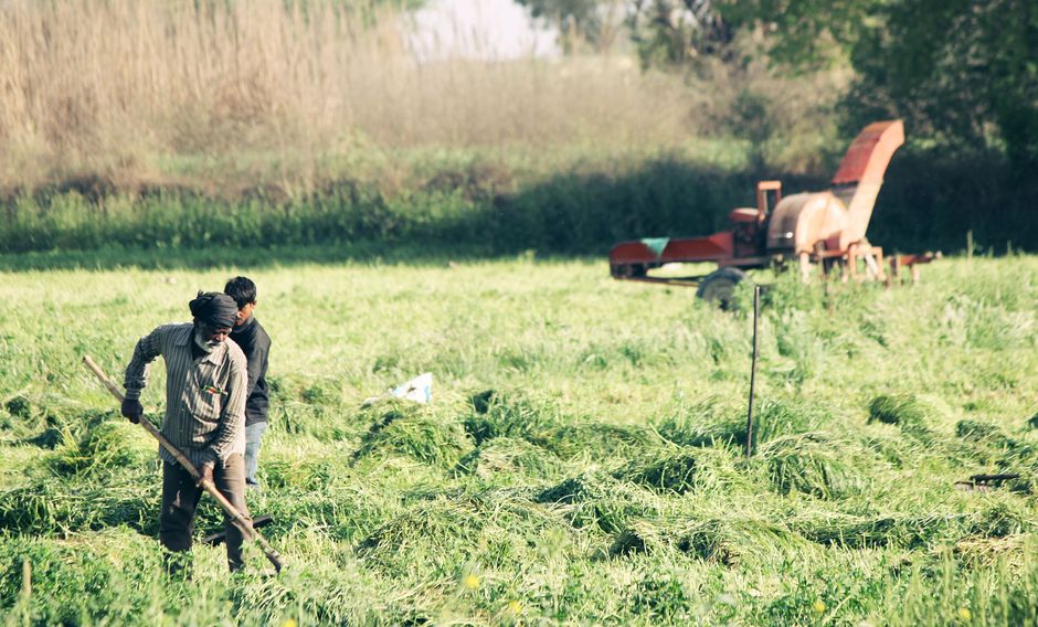 Farmers cultivating a green field