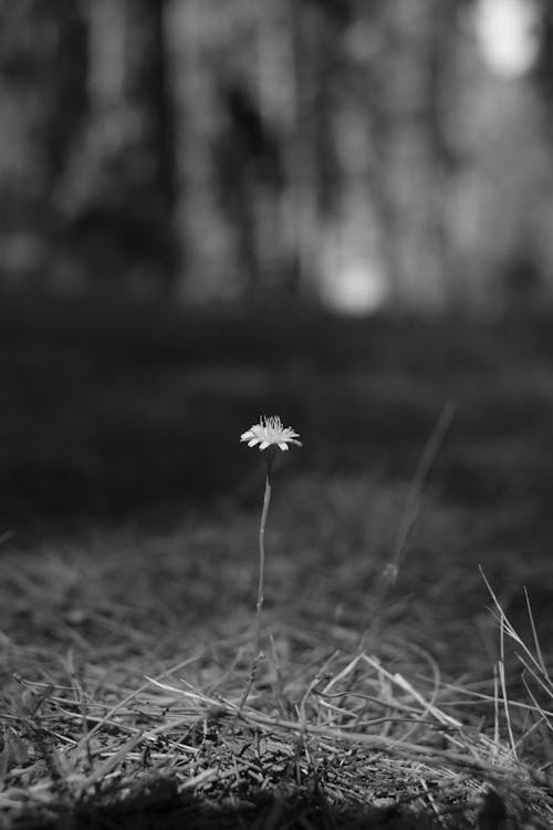 Darmowe zdjęcie z galerii z czarno-biały, delikatny, dziki kwiat