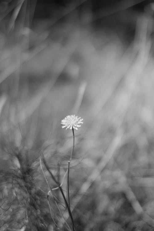 A black and white photo of a single flower