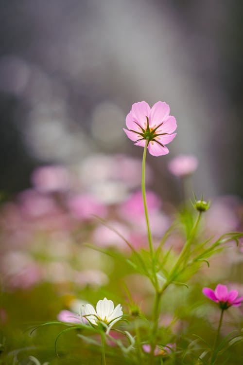 Close-up of Delicate Cosmos Flowers on a Field 
