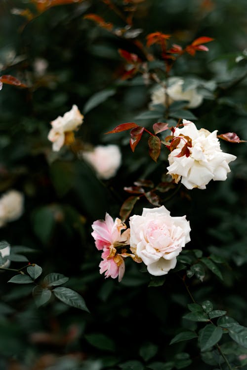 Základová fotografie zdarma na téma bílé růže, keř, květiny