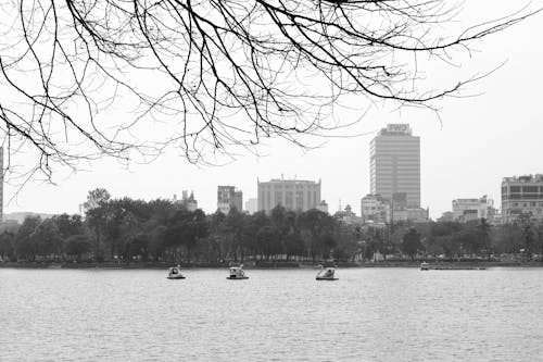 Kostnadsfri bild av gråskale, grenar, hanoi