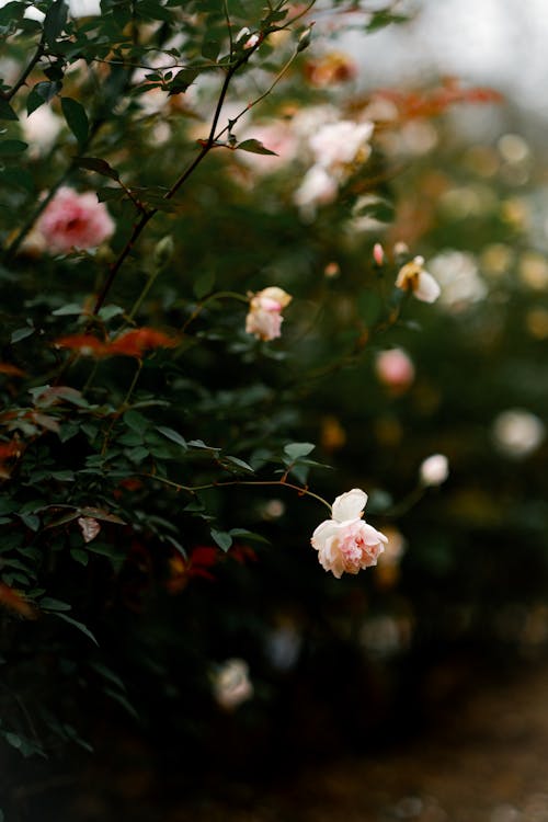 A close up of pink roses in a garden