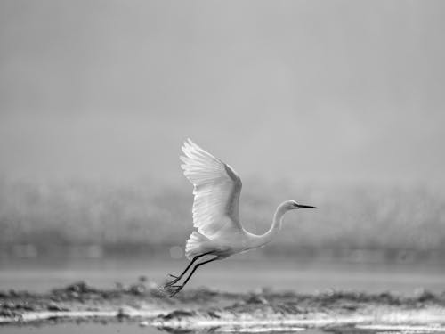 Základová fotografie zdarma na téma černobílý, fotografie divoké přírody, příroda