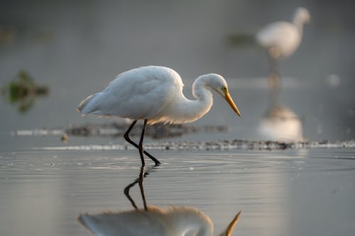 Základová fotografie zdarma na téma ardea alba modesta, bílé peří, brodení