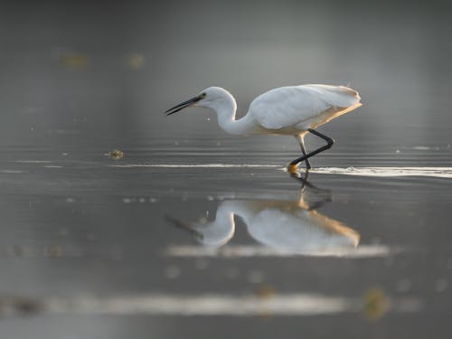 Základová fotografie zdarma na téma bílá, divočina, divoký