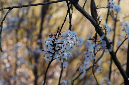 cherry Blossom 