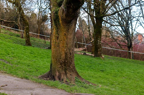 Free stock photo of bark, grass, nature