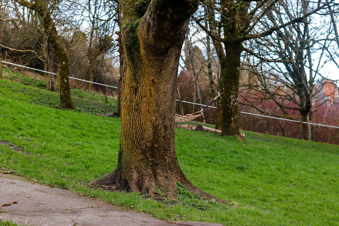 Free stock photo of bark, grass, nature