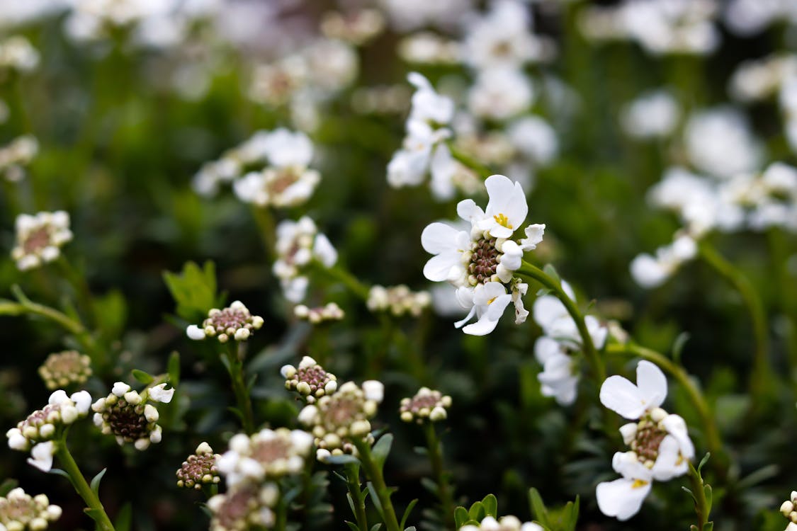 Free stock photo of close to nature, close up, flowers