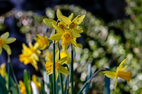 Daffodils are a sign of Spring Season 