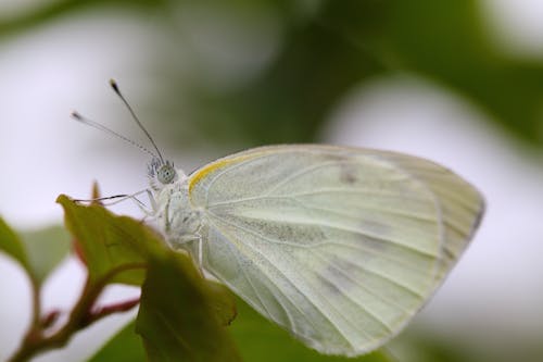 Kostenloses Stock Foto zu insekt, nahansicht, natur