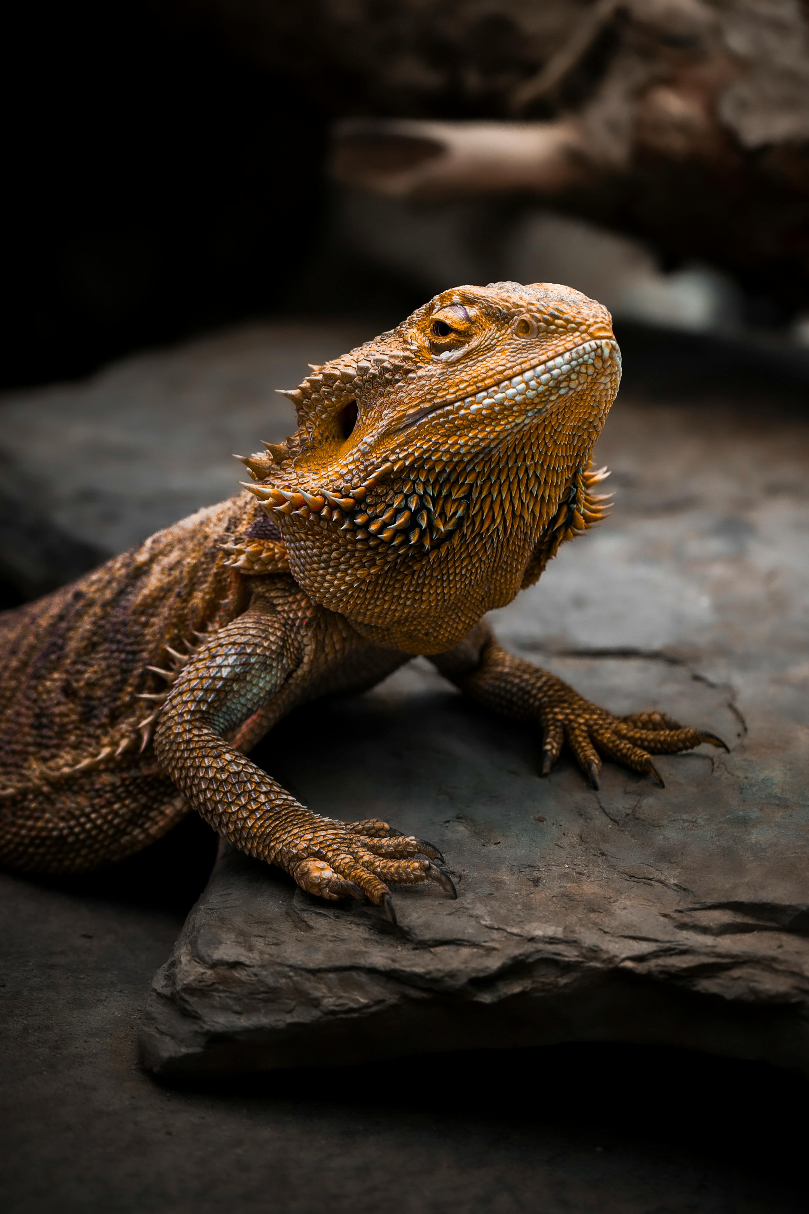 Central Bearded Dragon — Adult proven female, 3 years old