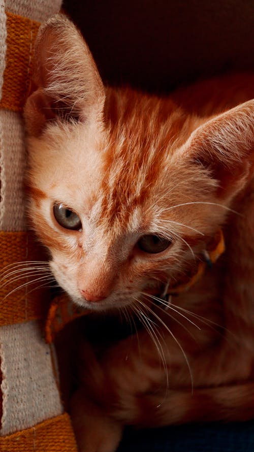 Close-up of a Ginger Kitten