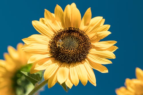 Head of a Blooming Sunflower