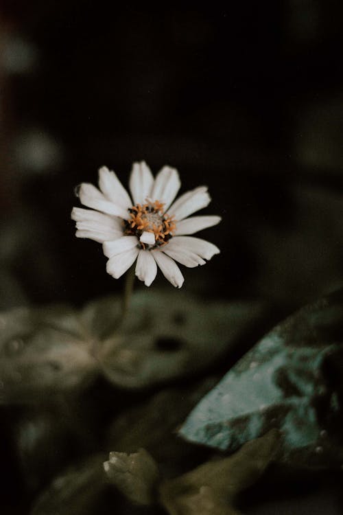 無料 白い花のマクロ撮影 写真素材