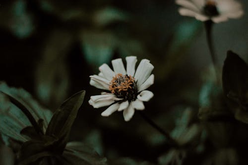 White Flower Blooming