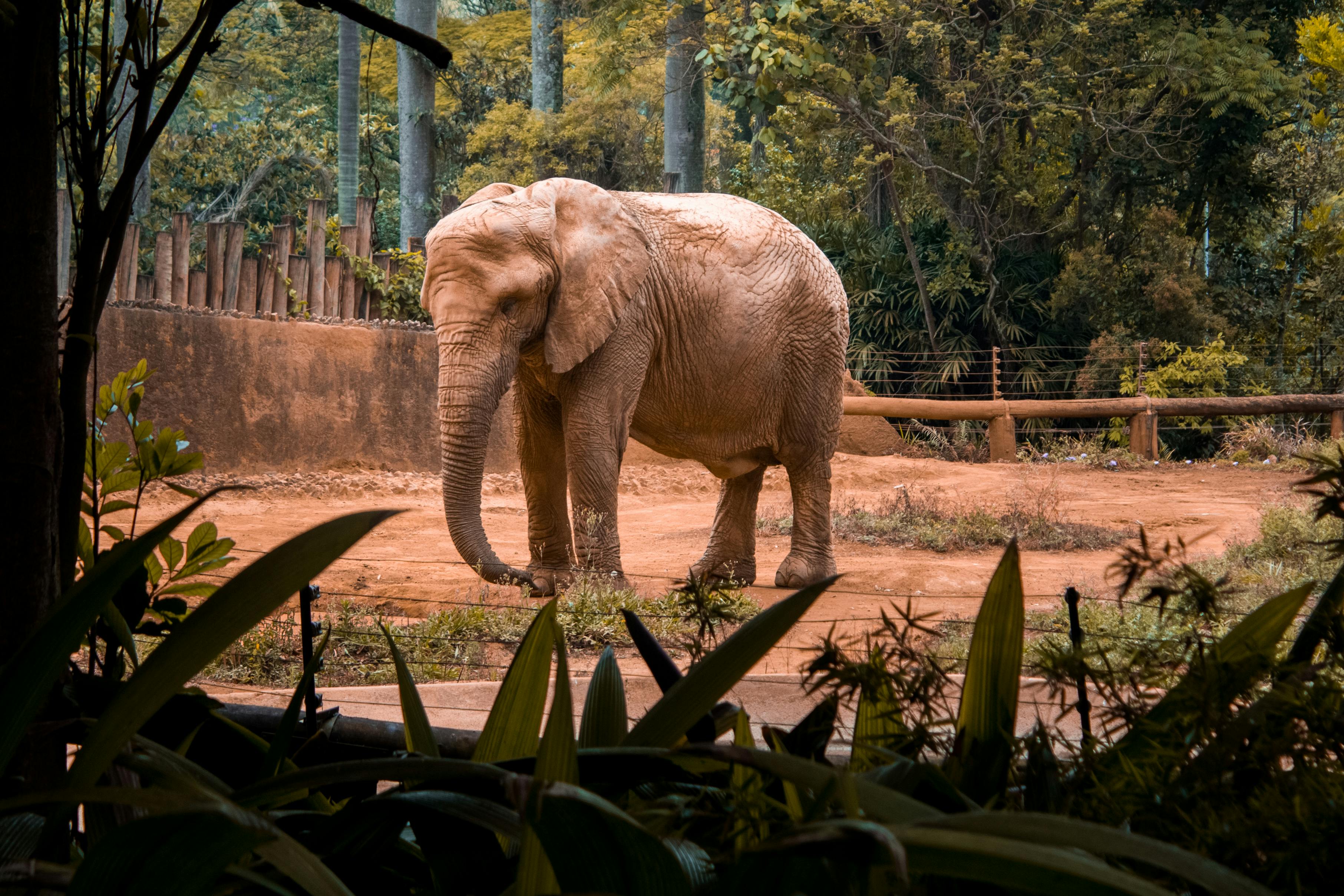 A lonely African Elephant in a zoo setting, surrounded by trees and foliage.