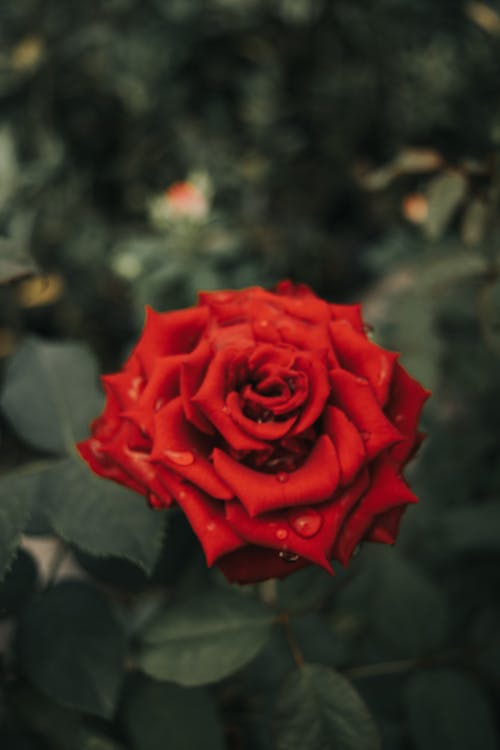 Fotobanka s bezplatnými fotkami na tému červená ruža, kvapky dažďa, kvet