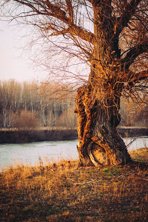 Darmowe zdjęcie z galerii z brązowy, brzeg rzeki, drzewa