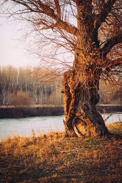 A tree with a hole in it near a river