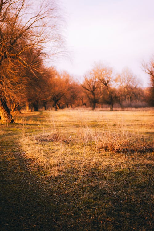 Foto d'estoc gratuïta de aigua, alba, arbre