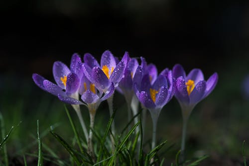 Bunch of Purple Crocuses