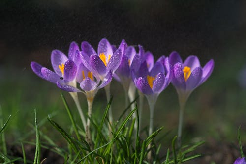 Purple Blooming Crocuses Covered in Morning Dew