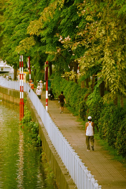 강, 걷고 있는, 나무의 무료 스톡 사진